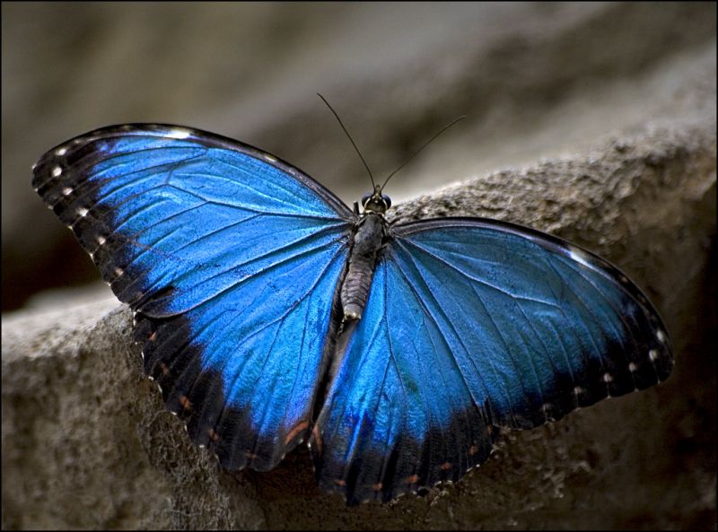 Sommerfugl i "regnskoven"
Keywords: sommerfugl blå