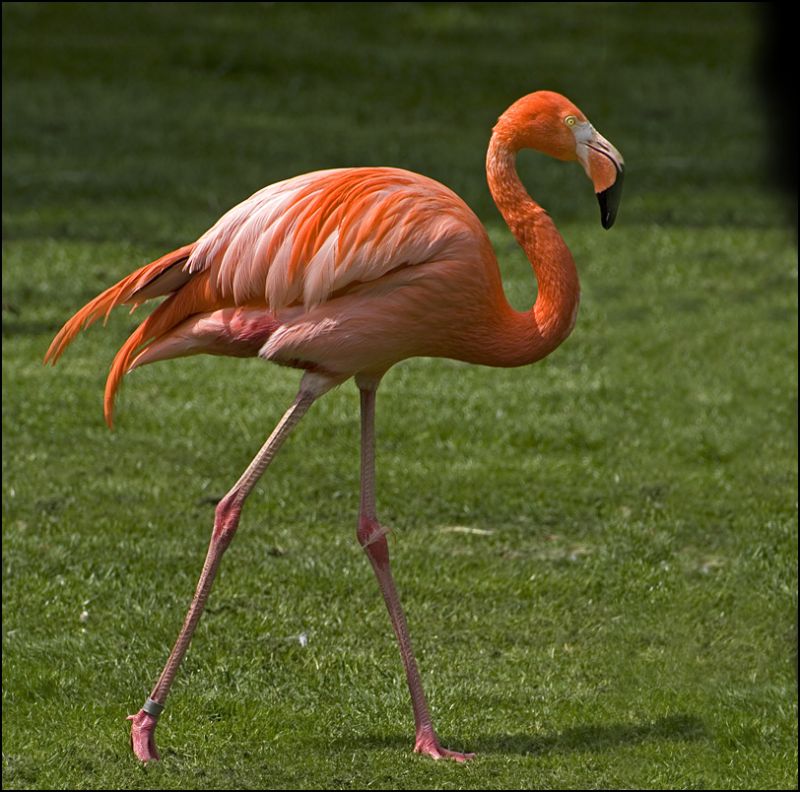 Famingo går
Keywords: flamingo gå går