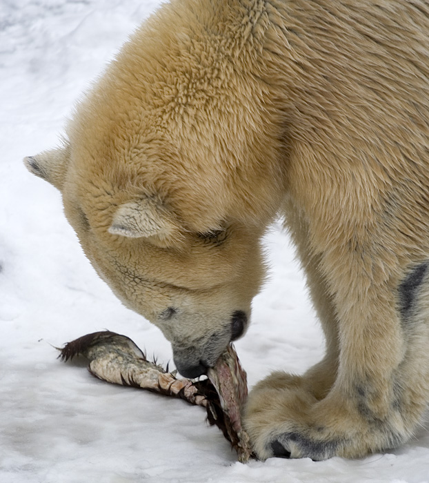 Isbjørn med madrest
Keywords: Isbjørn mad