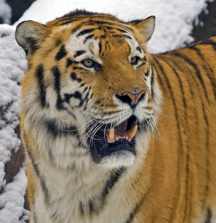 Tiger viser tænder
Keywords: Tiger tand tænder