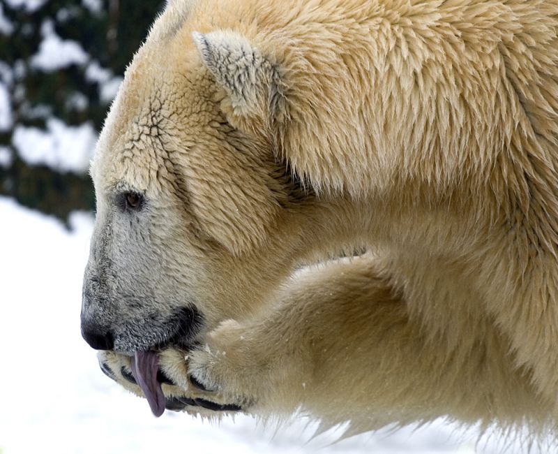 Isbjørnen slikker poten - tæt på
Keywords: Isbjørnen slikker poten