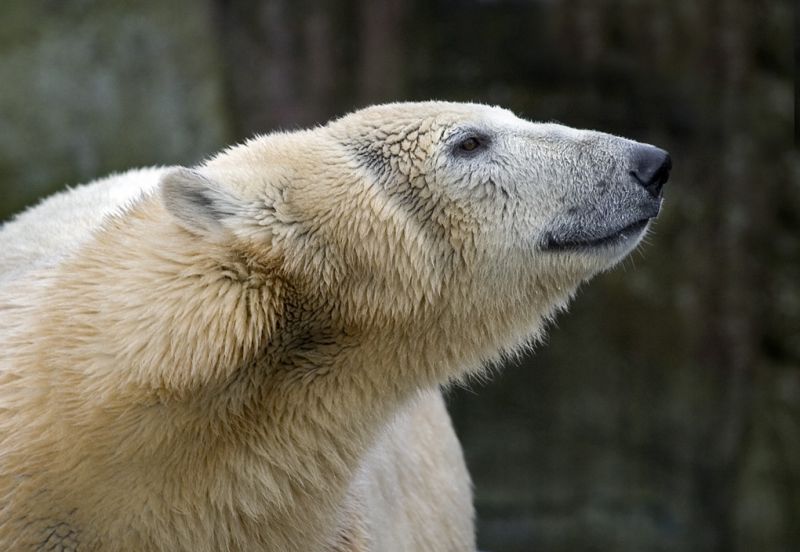 Isbjørn i profil - tæt på
Keywords: Isbjørn profil