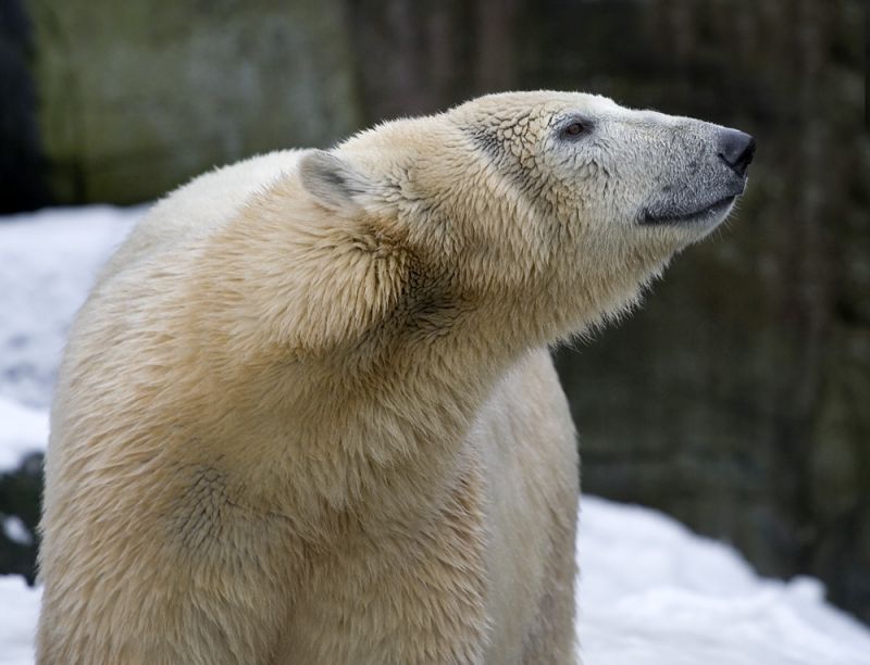 Isbjørn i profil
Keywords: Isbjørn profil
