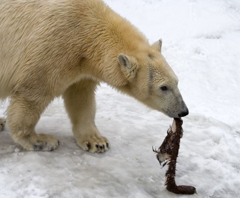 Isbjørn med madrest
Keywords: Isbjørn mad