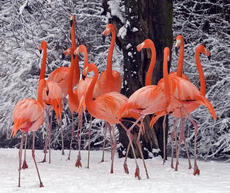 Flamingoer i sneen
Keywords: Flamingo sne
