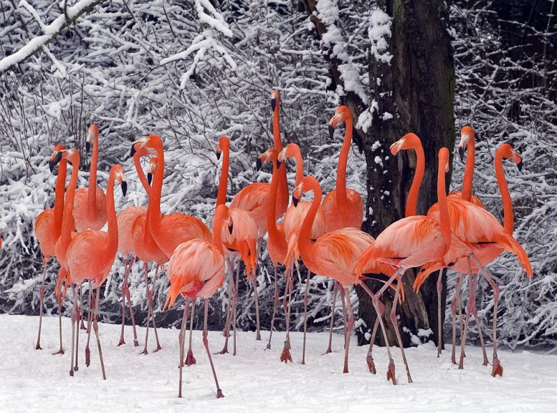 Flamingoer i sneen 2
Keywords: Flamingo sne