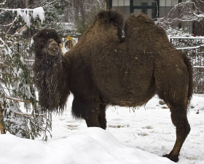 Kamel i sneen
Keywords: Kamel sne