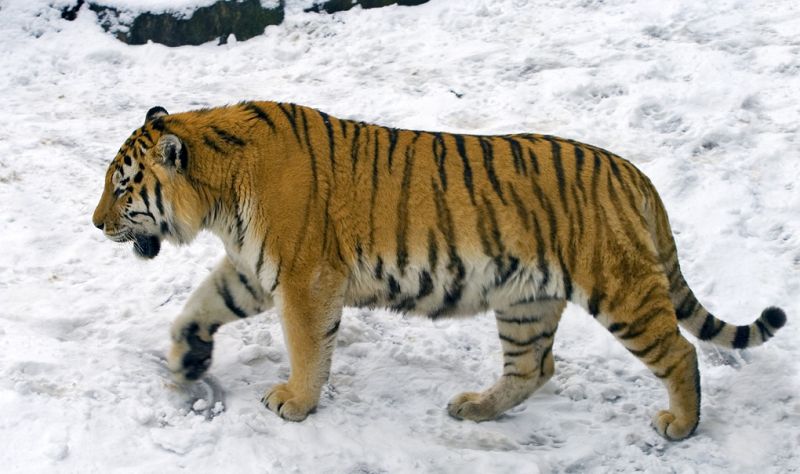 Tiger går i sneen
Keywords: Tiger sne