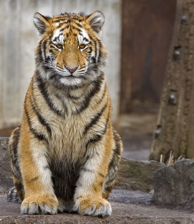 Tigerunge
Keywords: Tiger unge tigerunge