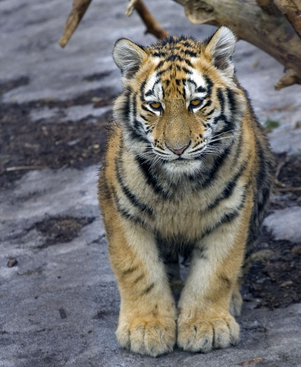Tigerunge
Keywords: tiger unge tigerunge