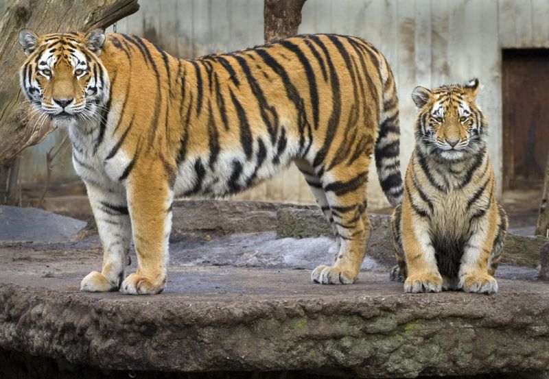 Tiger med unge
Keywords: tiger unge tigerunge