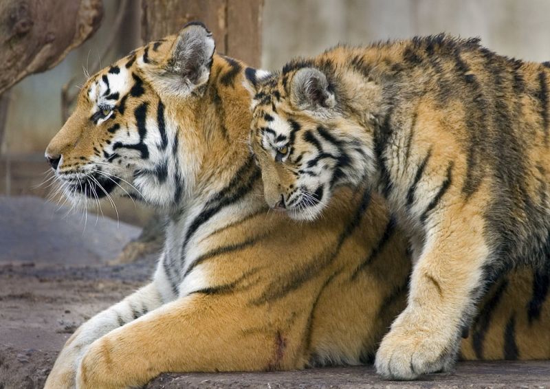 Tigerunge hilser på sin mor
Keywords: tiger unge hilser hilse tigerunge