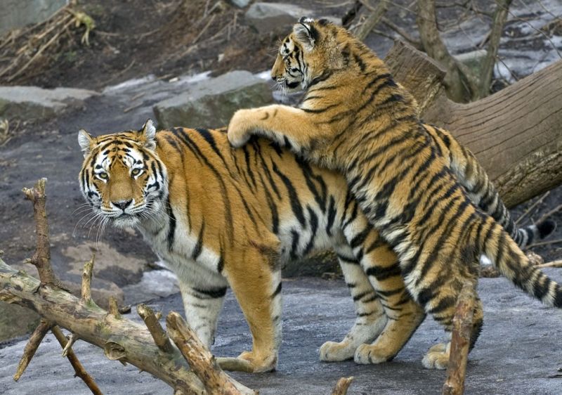 Tigerunge leger med sin mor
Keywords: tiger unge leger lege tigerunge