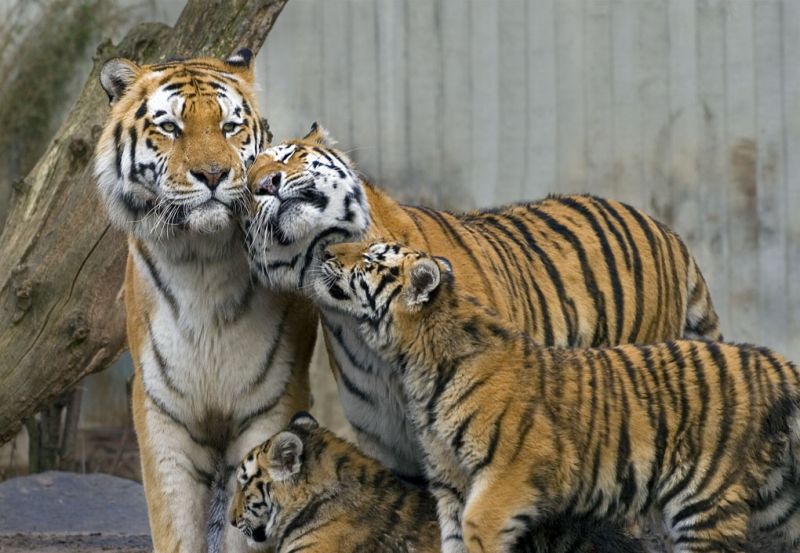 En samlet hilsen II
Keywords: hantiger tiger tigerunge hilser