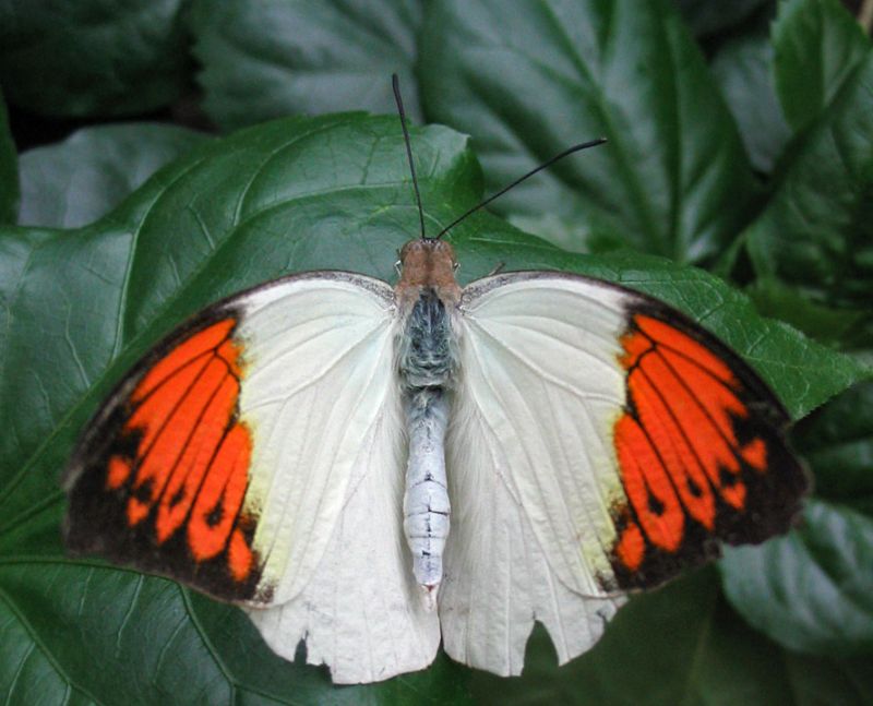 Hvid og orange sommerfugl
Keywords: sommerfugl hvid orange