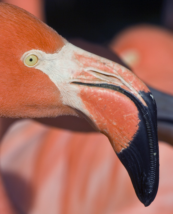 Flaminge helt tæt på
Keywords: Flamingo tæt hoved næb