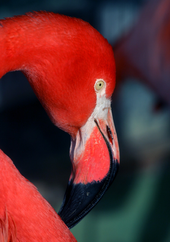 Flamingo
Keywords: Flamingo