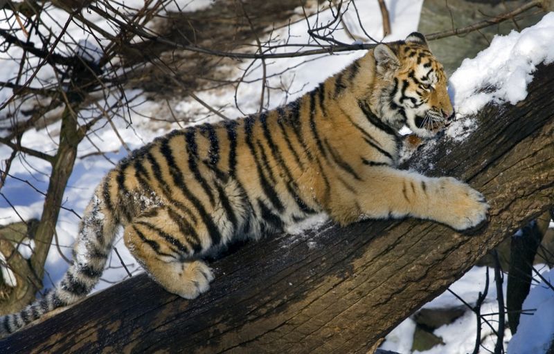 Tigerunge i træ og sne
Keywords: Tiger tigerunge sne