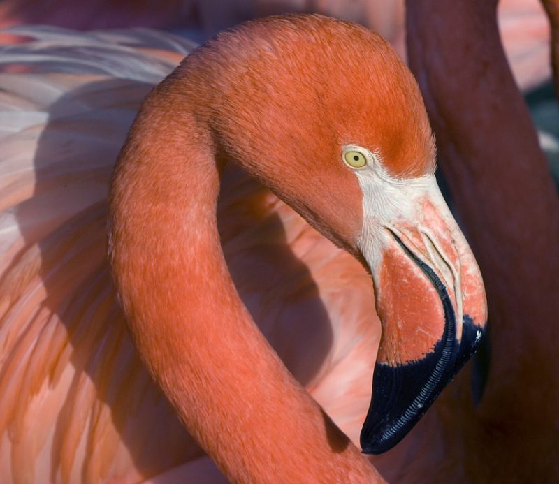 Flamingo
Keywords: flamingo