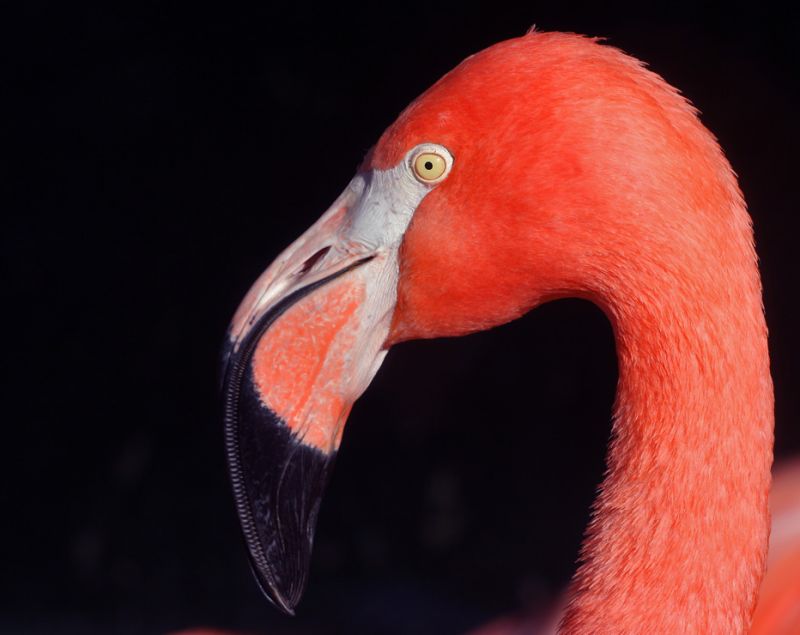 Flamingo ved sort baggrund
Keywords: flamingo