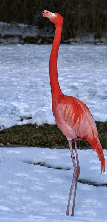 Flamingo i sneen
Keywords: Flamingo sne