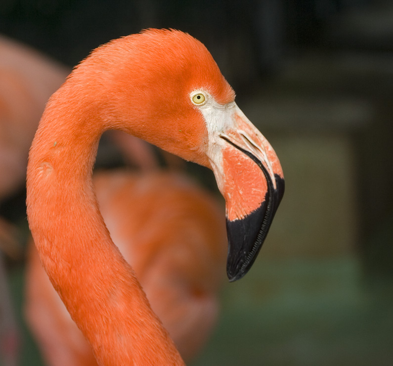 Flamingo tæt på
Keywords: Flamingo closeup