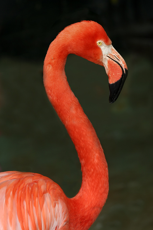 Flamingo i profil
Keywords: Flamingo profil