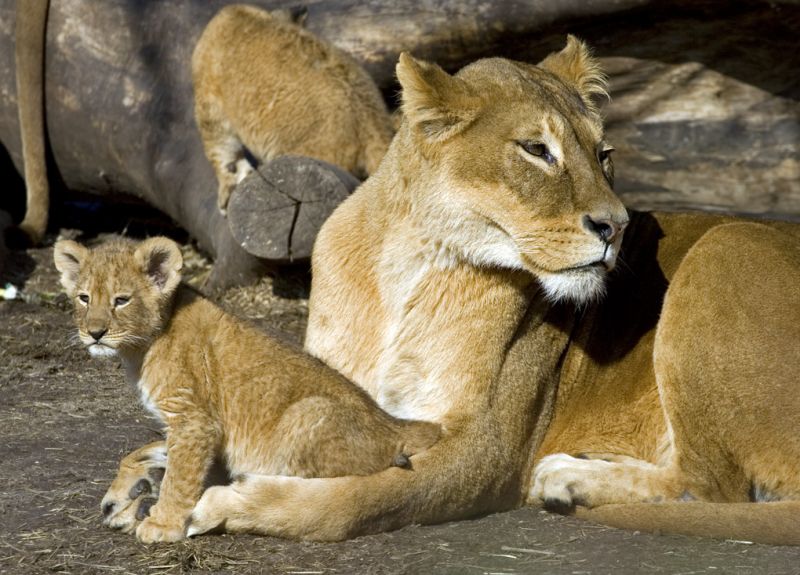 Løveunge sidder hos sin mor
Keywords: Løveunge hunløve