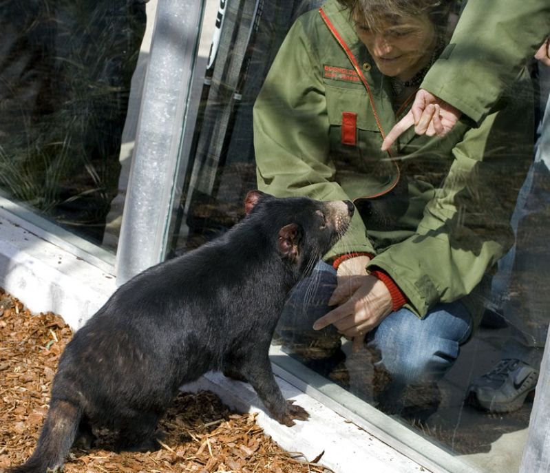 Tasmansk Pungdjævel hilser på dyrepassere
Keywords: Tasmansk Pungdjævel