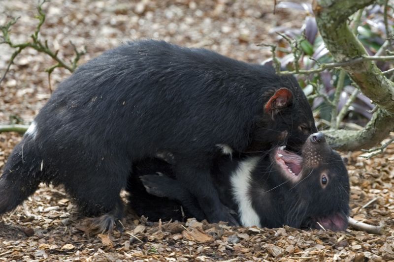 De tasmanske pungdjævle "slås"
Keywords: Tasmansk Pungdjævel lege leger slås