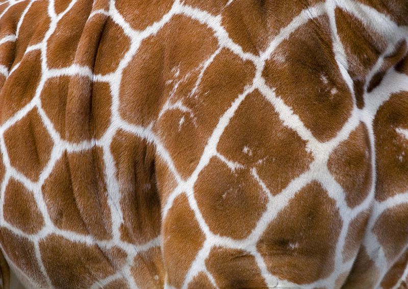 Girafmønster
Keywords: Giraf mønster