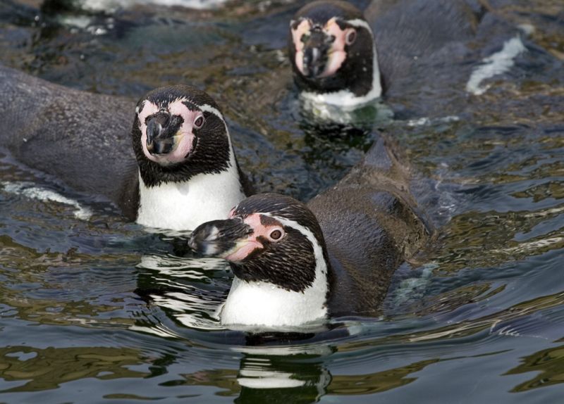 Pingviner svømmer
Keywords: pingvin pingviner svømmer vand