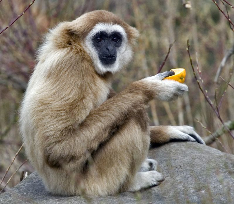 Hvidhåndet gibbon spiser
Keywords: Hvidhåndet gibbon spiser appelsin