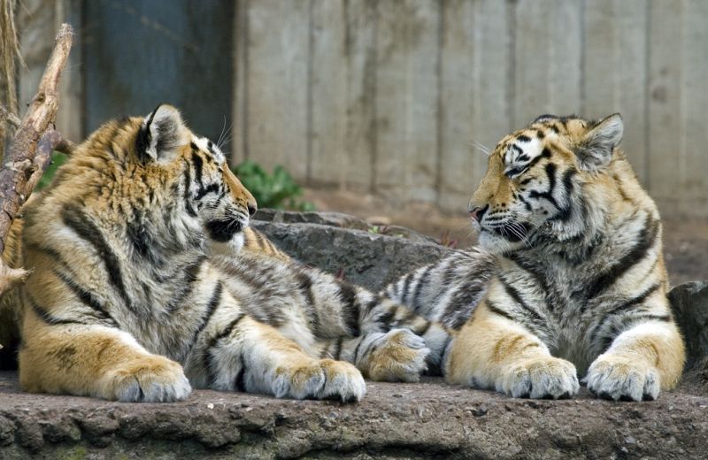 Tigerunger
Keywords: tigerunger tiger unger