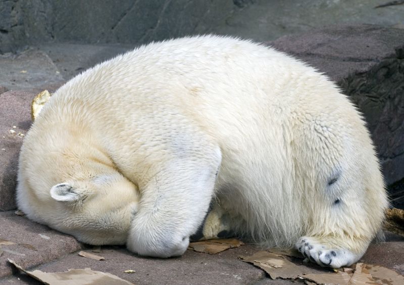 Isbørnen tar sig en lur
Keywords: isbjørn sover lur slapper