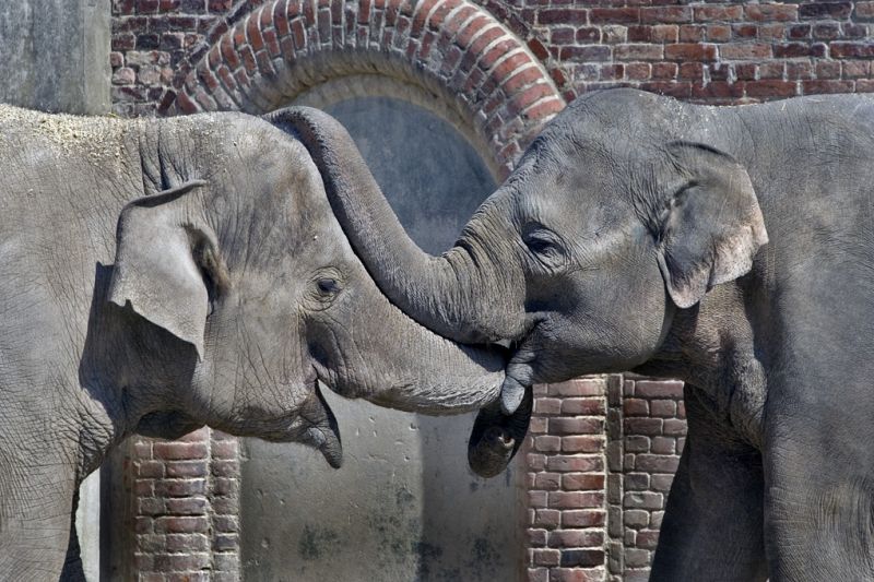 To elefanter hilser
Keywords: To Elefanter