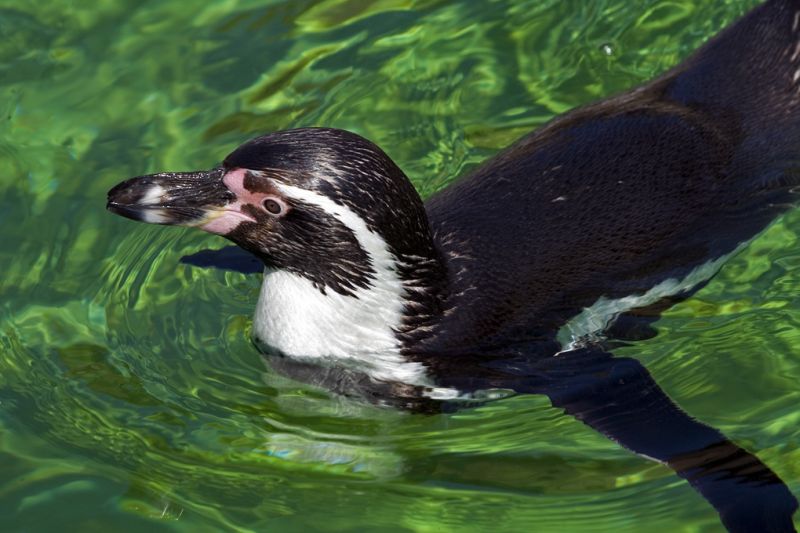 Pingvin svømmer
Keywords: Pingvin vand svømmer