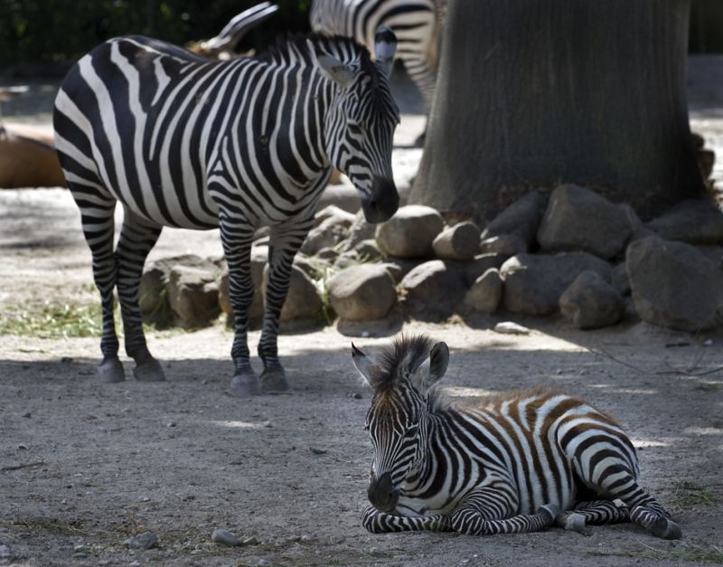 Zebra med unge
Keywords: Zebra Zebraunge