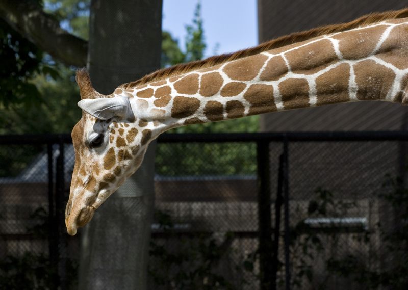 Giraf
Keywords: Giraf