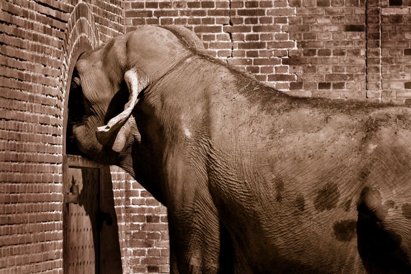 Hanelefanten Chieng Mai hilser på hunelefanterne - bruntoning
Dette bruntonede billede er anvendt til "MÃ¥nedens Tema: Ensomhed" pÃ¥ fotokritik.dk, hvor det fik en 4. plads (ud af 155 deltagere).
Keywords: Hanelefanten Chieng Mai