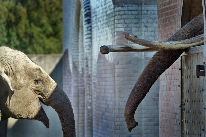 Hanelefanten Chieng Mai stikker snablen ind til hunnerne
Keywords: Hanelefanten Chieng Mai hunelefant
