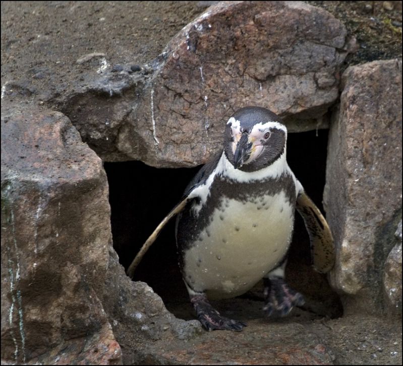 Pingvin kigger ud fra hulen
Keywords: pingvin hule