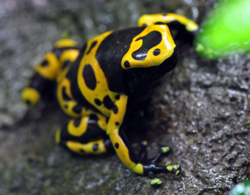 Gul mastevimpel frø  (Yellow-banded Poison Dart Frog)
Keywords: Frø;Giftfrø