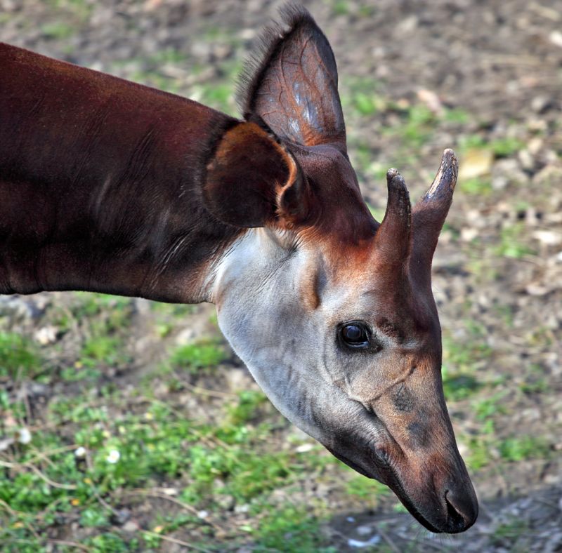 Okapi tæt på
Keywords: Okapi