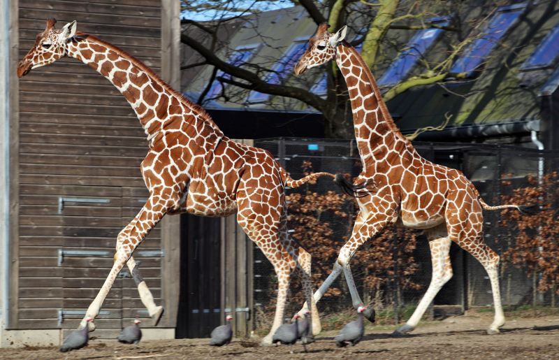Giraffer løber i stald
Keywords: Giraf