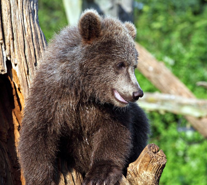 Bjørneunge i træ
Keywords: bjørn bjørneunge