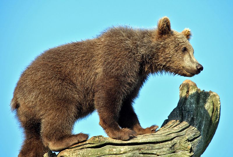 Bjørneunge i andet træ
Keywords: bjørn;bjørneunge