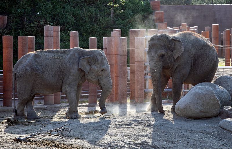 Elefanterne tager støvbad
Keywords: elefant