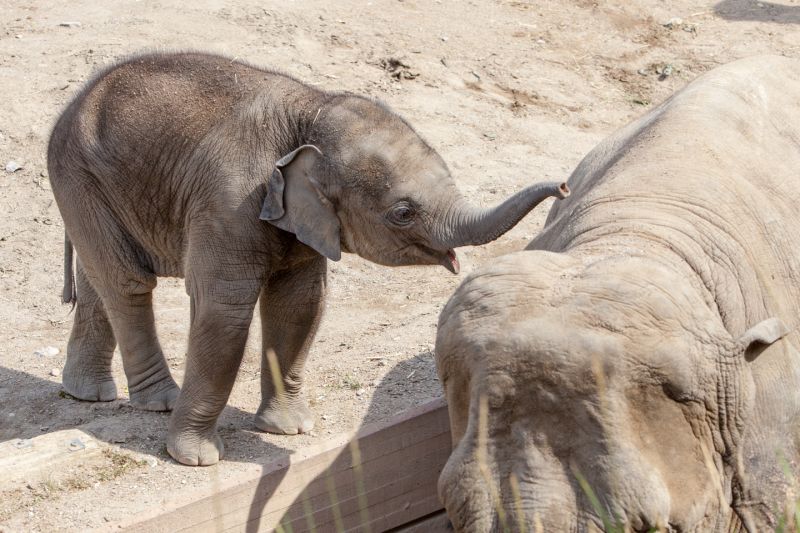 Elefantunge med sin mor
Keywords: Elefantunge Elefant