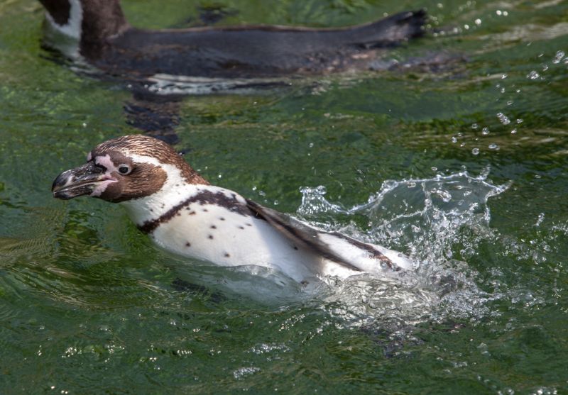 Pingvin svømmer sidelæns
Keywords: Pingvin